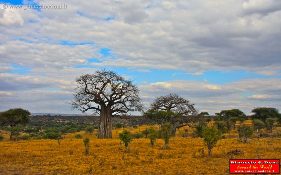 TANZANIA - Tarangire National Park - 05.jpg